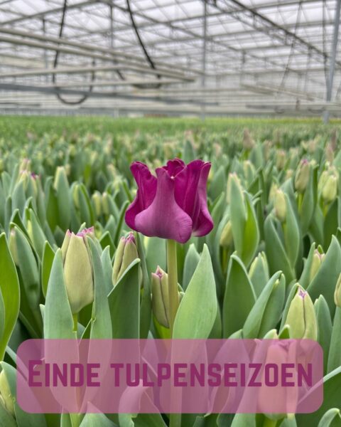 Afbeelding van WhatsApp op 2025-05-09 om 10.24.17_c07028bc